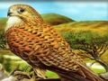 Jeu Puzzle Oiseaux de proie  en ligne
