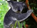 Jeu Mignon, bébé, koala, ours  en ligne