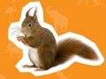 Jeu Maison des animaux  en ligne