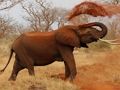 Jeu Puzzle Animaux - Éléphants  en ligne