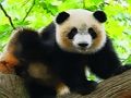 Jeu Bébé panda mignon  en ligne