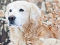Jeu Puzzle animaux d'hiver  en ligne