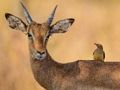 Jeu Puzzle de cerf sauvage  en ligne
