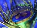 Jeu Puzzle de plumes de paon  en ligne
