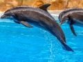 Jeu Puzzle de dauphins de mer  en ligne