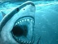 Jeu Requin affamé  en ligne