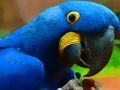 Jeu Puzzle oiseau perroquet  en ligne