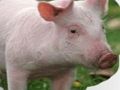 Jeu Grattez et devinez les animaux  en ligne