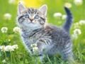 Jeu Puzzle Chatons  en ligne