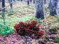 Jeu Aventure dans la forêt de Bernati  en ligne