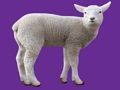 Jeu Bébé animal  en ligne