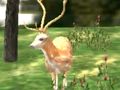 Jeu Animal Safari Hunter 2020 en ligne