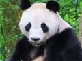 Jeu Puzzle d'animaux  en ligne
