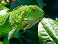 Jeu Iguane sauvage  en ligne