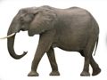 Jeu ABC des animaux  en ligne