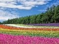 Jeu Puzzle de jardin de fleurs colorées  en ligne