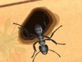 Jeu Écraser les fourmis  en ligne