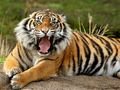 Jeu Animaux Puzzle Tigre  en ligne