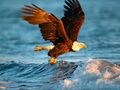 Jeu Puzzle Animaux Aigle  en ligne