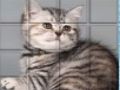 Jeu Chat PicPu  en ligne