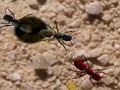 Jeu Écrasez ces fourmis  en ligne