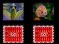 Jeu Mémoire de poisson  en ligne