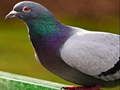 Jeu Puzzle Pigeon  en ligne