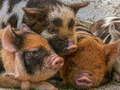 Jeu Puzzle Cochon Porcinet  en ligne