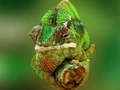 Jeu Puzzle Caméléon  en ligne