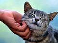 Jeu Chatouiller chat en ligne Jeu Chatouiller chat en ligne