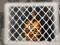 Jeu Évasion du tigre 1  en ligne