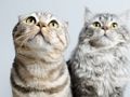 Jeu Puzzle de chats mignons  en ligne