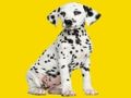 Jeu Puzzle de chiots fantômes en ligne Jeu Puzzle de chiots fantômes en ligne