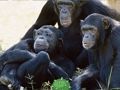 Jeu Évasion drôle de jungle de chimpanzé  en ligne