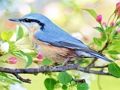 Jeu Oiseaux cachés  en ligne