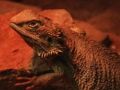 Jeu Puzzle Lézard Dragon  en ligne