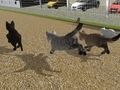 Jeu Courir chat chat course  en ligne