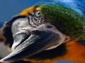 Jeu Puzzle d'oiseau  en ligne