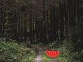 Jeu Évasion de cerf de forêt dense  en ligne
