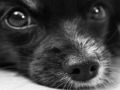 Jeu Puzzle de chien  en ligne