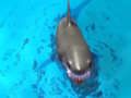 Jeu Survivre aux requins  en ligne