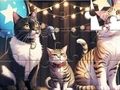 Jeu Puzzle : Chat qui chante  en ligne