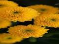 Jeu Puzzle de chrysanthèmes  en ligne