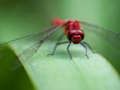 Jeu Puzzle Dragon Fly  en ligne