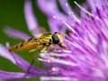 Jeu Puzzle Insecte  en ligne