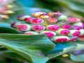 Jeu Puzzle Plante de Lierre  en ligne