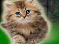 Jeu Évasion de chaton en couple  en ligne