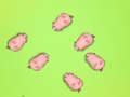 Jeu Sauvez les cochons  en ligne