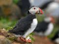 Jeu Puzzle oiseau macareux  en ligne