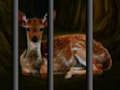 Jeu Sauvetage d'animaux sauvages  en ligne